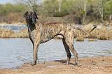 DOGUE ALLEMAND 214